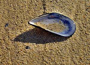 Shell seekers are welcome!